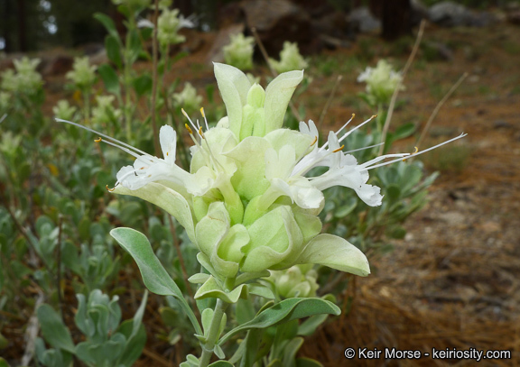 Sivun Salvia pachyphylla Epling ex Munz kuva