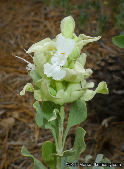 Sivun Salvia pachyphylla Epling ex Munz kuva