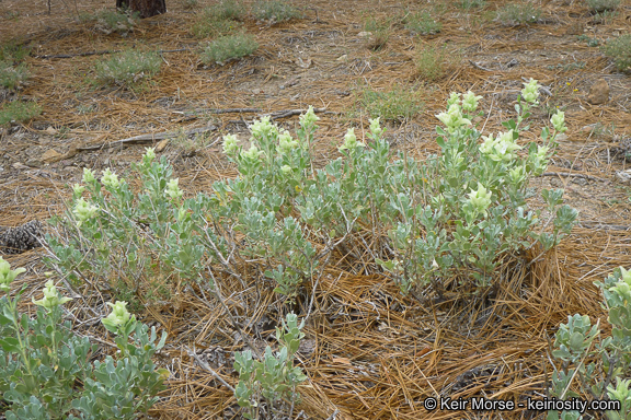 Sivun Salvia pachyphylla Epling ex Munz kuva