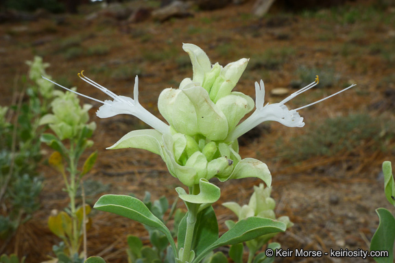 Sivun Salvia pachyphylla Epling ex Munz kuva