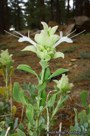 Sivun Salvia pachyphylla Epling ex Munz kuva