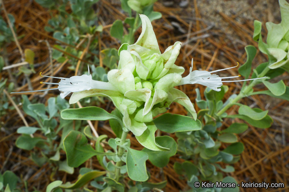 Sivun Salvia pachyphylla Epling ex Munz kuva