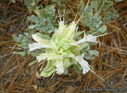 Sivun Salvia pachyphylla Epling ex Munz kuva