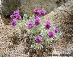 Sivun Salvia pachyphylla Epling ex Munz kuva