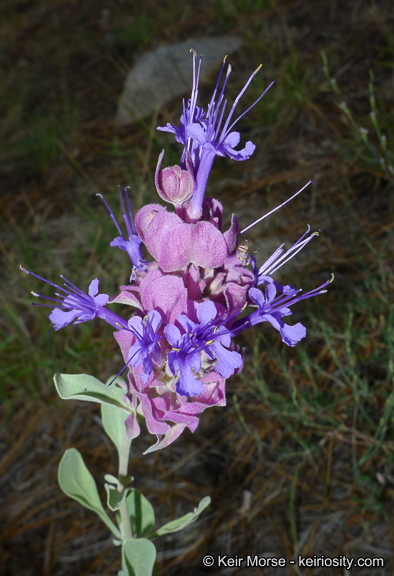 Sivun Salvia pachyphylla Epling ex Munz kuva