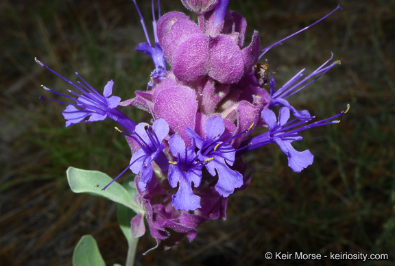 Sivun Salvia pachyphylla Epling ex Munz kuva