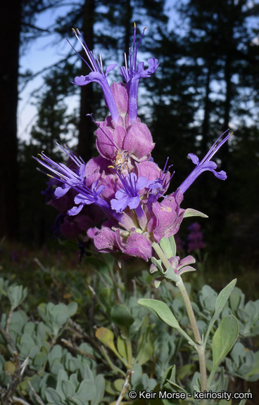 Sivun Salvia pachyphylla Epling ex Munz kuva