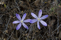 Sivun Brodiaea nana Hoover kuva