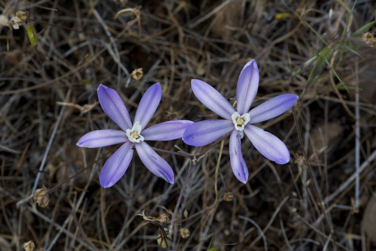 Sivun Brodiaea nana Hoover kuva