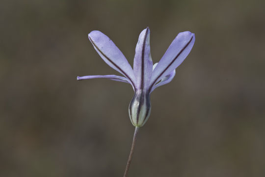 Sivun Brodiaea nana Hoover kuva