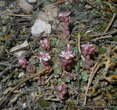 Слика од Sedum niveum Davidson