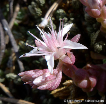 Слика од Sedum niveum Davidson