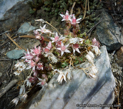 Слика од Sedum niveum Davidson