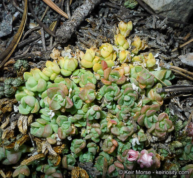 Image of Davidson's stonecrop