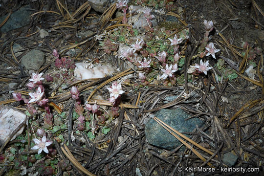 Image of Davidson's stonecrop