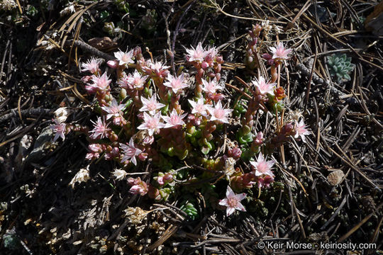 Image of Davidson's stonecrop