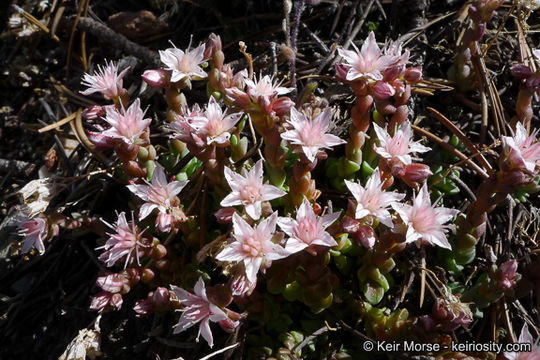 Image of Davidson's stonecrop