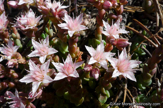 Image of Davidson's stonecrop