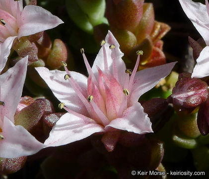 Image of Davidson's stonecrop