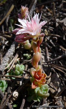 Слика од Sedum niveum Davidson