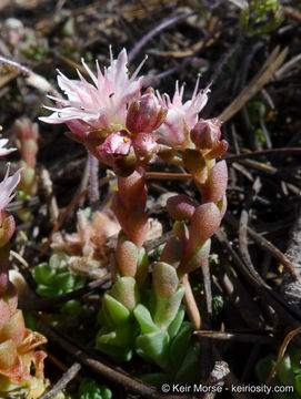 Слика од Sedum niveum Davidson