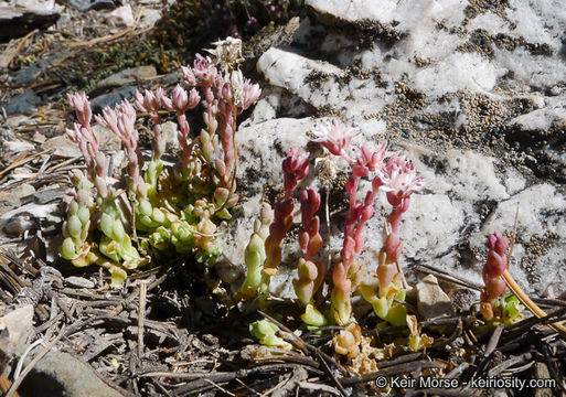 Image of Davidson's stonecrop