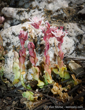 Image of Davidson's stonecrop