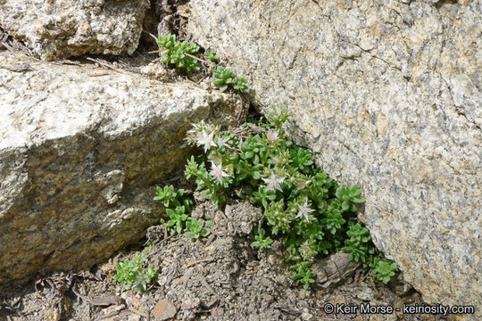 Image of Davidson's stonecrop