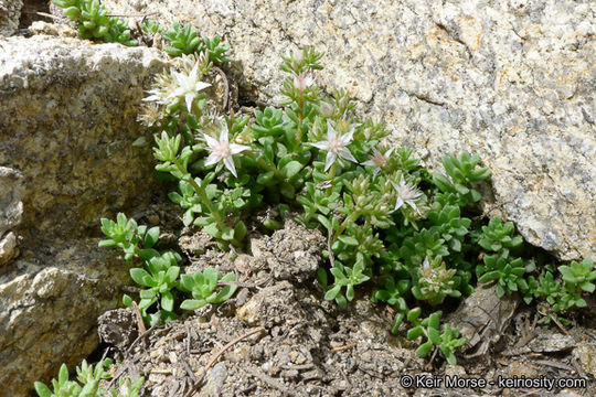 Image of Davidson's stonecrop