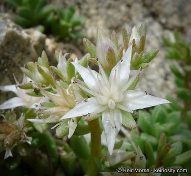 Image of Davidson's stonecrop