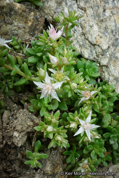 Image of Davidson's stonecrop