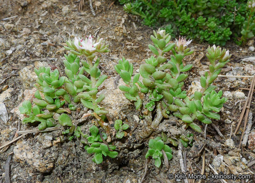 Image of Davidson's stonecrop