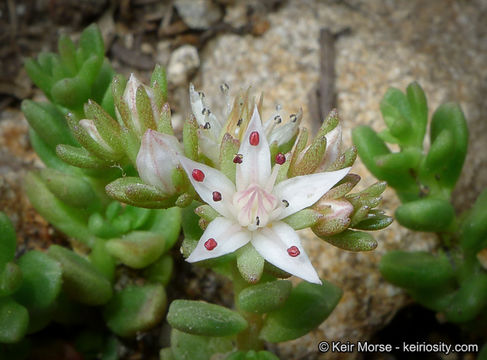 Image of Davidson's stonecrop