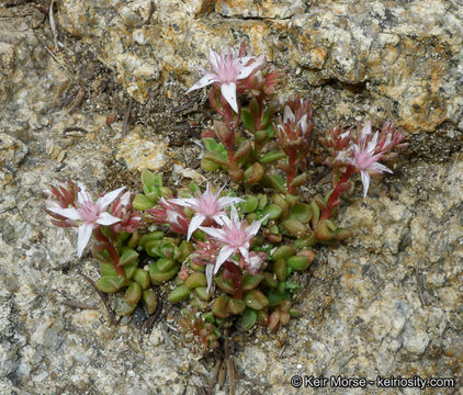 Слика од Sedum niveum Davidson