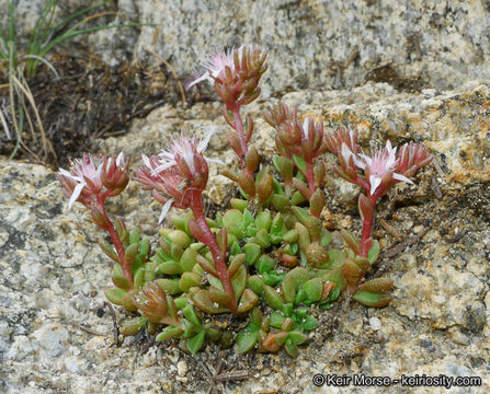 Image of Davidson's stonecrop