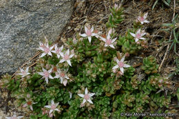 Слика од Sedum niveum Davidson