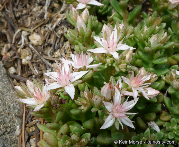 Слика од Sedum niveum Davidson