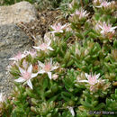 Image de Sedum niveum Davidson