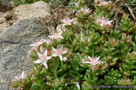 Слика од Sedum niveum Davidson