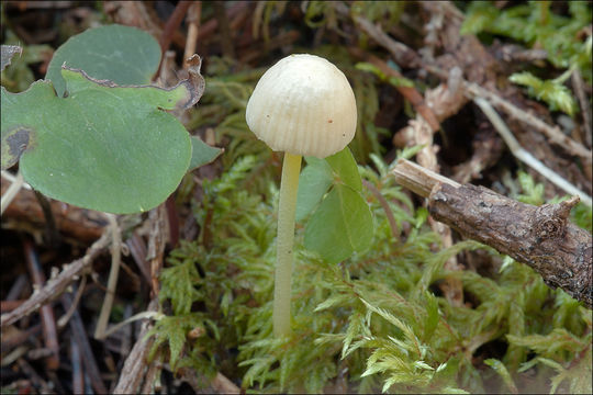 Слика од Mycena epipterygia (Scop.) Gray 1821