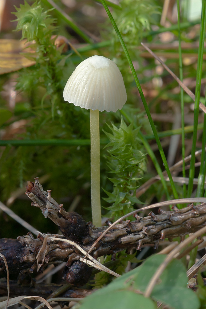 Слика од Mycena epipterygia (Scop.) Gray 1821