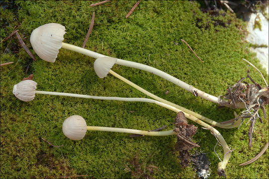 Mycena epipterygia (Scop.) Gray 1821 resmi