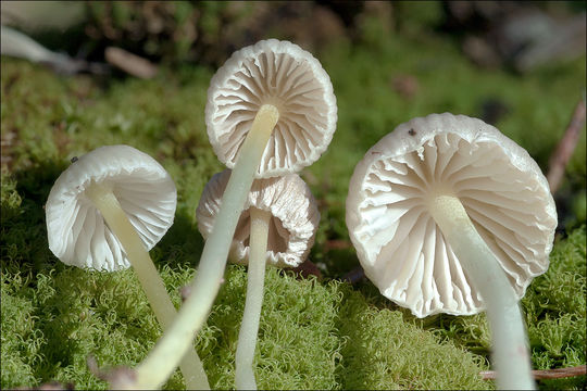 Слика од Mycena epipterygia (Scop.) Gray 1821