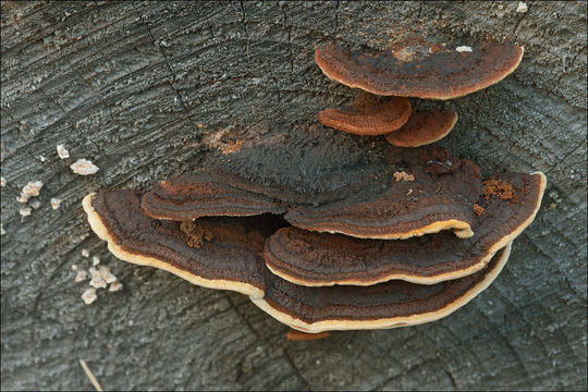 Image of Gloeophyllum trabeum (Pers.) Murrill 1908