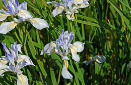 Plancia ëd Iris longipetala Herb.