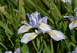 Plancia ëd Iris longipetala Herb.