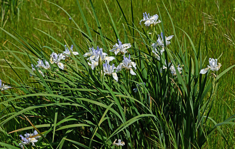 Plancia ëd Iris longipetala Herb.