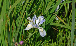 Image of Coast Iris