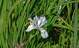 Plancia ëd Iris longipetala Herb.