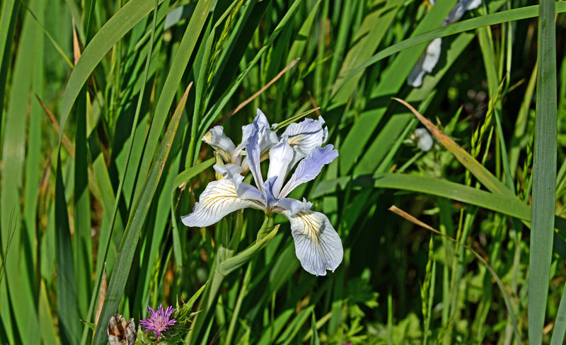 Plancia ëd Iris longipetala Herb.